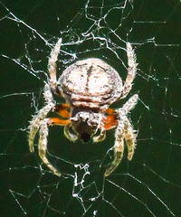 Caerostris sexcuspidata