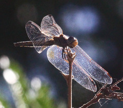 Trithemis arteriosa