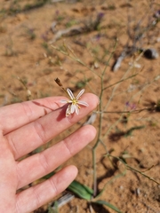 Trachyandra muricata