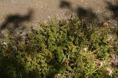 Stylosanthes viscosa