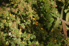 Stylosanthes viscosa