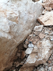 Mitopus glacialis