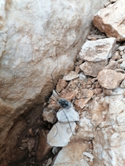 Mitopus glacialis