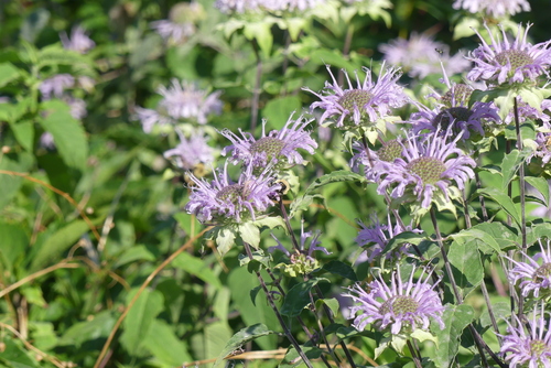 Monarda fistulosa