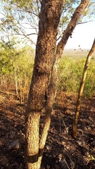 Eucalyptus phoenicea