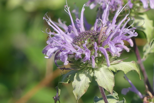 Monarda fistulosa