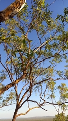 Eucalyptus phoenicea