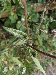 Helminthotheca echioides