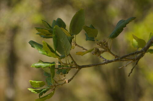 Cork oak with furrowed bark