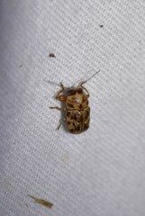 Pachybrachis turbidus