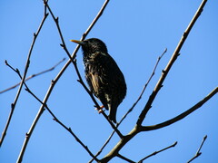 Sturnus vulgaris