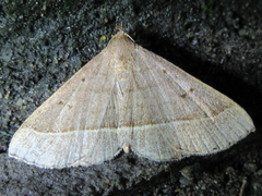Paracolax trilinealis
