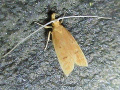 Lecitholaxa thiodora