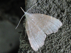 Ectogonia butleri