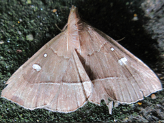 Cidariplura gladiata