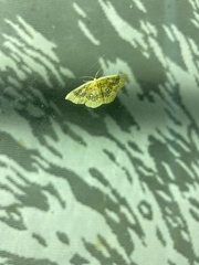 Cyclophora albiocellaria