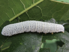 Rondotia menciana