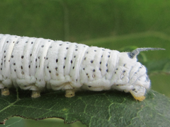 Rondotia menciana