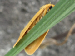 Stigmatophora flava