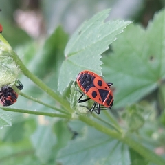 Pyrrhocoris apterus