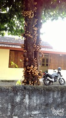 Stelechocarpus burahol