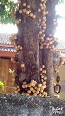 Stelechocarpus burahol