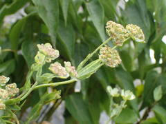 Bupleurum angulosum