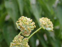 Bupleurum angulosum
