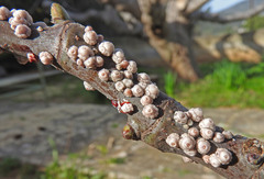 Ceroplastes rusci