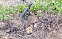 Varanus salvator salvator