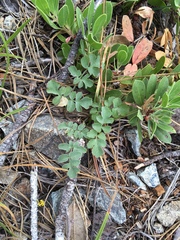 Lomatium howellii