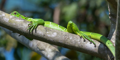 Iguana iguana