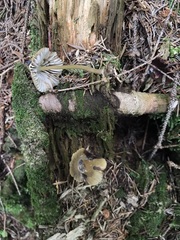 Mycena viridimarginata