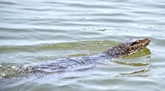 Varanus salvator salvator