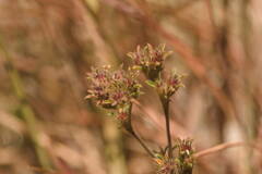 Stylosanthes viscosa