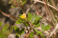 Stylosanthes viscosa