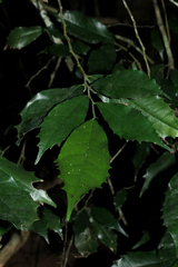 Streblus usambarensis image