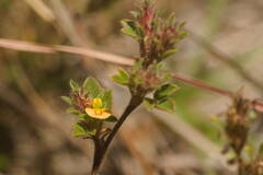 Stylosanthes viscosa