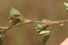 Stylosanthes viscosa