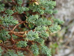 Thymelaea dioica