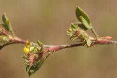 Stylosanthes viscosa