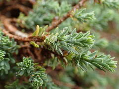 Thymelaea dioica