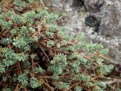 Thymelaea dioica