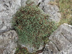 Thymelaea dioica