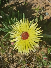 Cephalophyllum pillansii