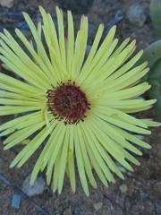 Cephalophyllum pillansii