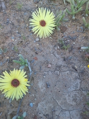 Cephalophyllum pillansii