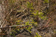 Osteomeles anthyllidifolia