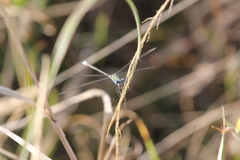 Lestes virgatus