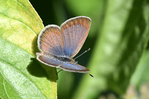 African Grass Blue